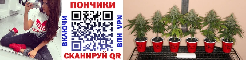 Бошки Шишки ГИДРОПОН  где можно купить наркотик  Петровск-Забайкальский 